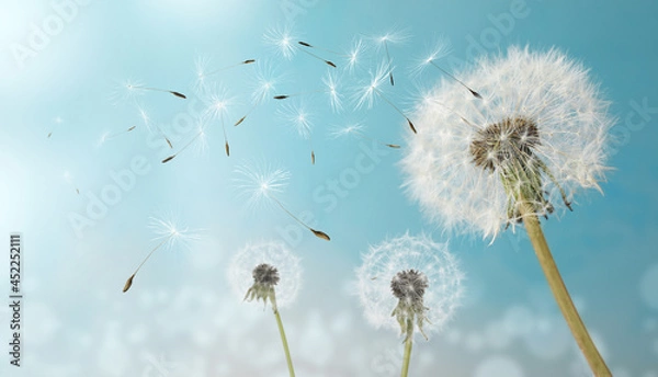 Fototapeta Beautiful puffy dandelions and flying seeds against blue sky on sunny day