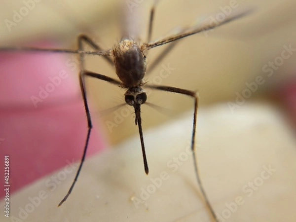 Fototapeta Macro shot of mosquito and picture refers to insert 