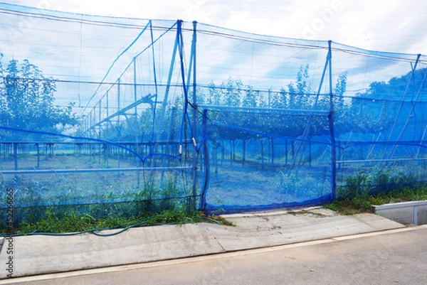 Obraz 果樹園のネット