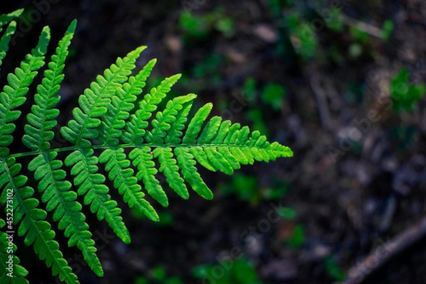 Fototapeta Green fern leaf