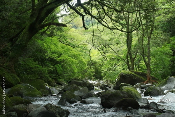 Fototapeta 箱根旧街道