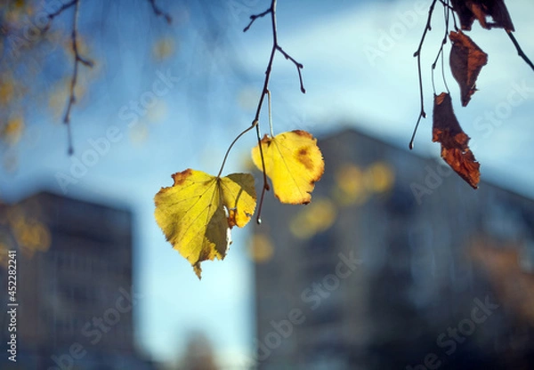Obraz Yellow autumn leaves of a birch on a tree branch lit by the bright sun on a blurred background of house. Fall.