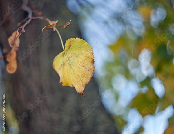 Obraz Yellow autumn leaves of a birch on a tree branch lit by the bright sun on a blurred background of tree. Fall.