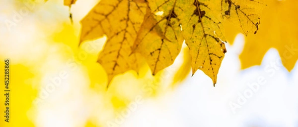 Fototapeta Autumn yellow leaves of maple tree in autumn park. Yellowed maple leaves on blurred background. Golden autumn concept. Copy space