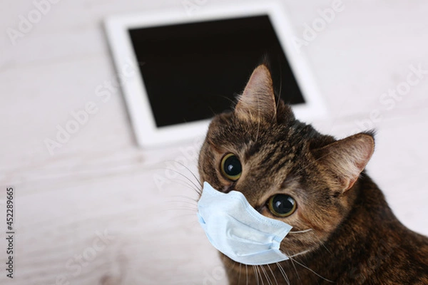 Obraz the cat in the mask