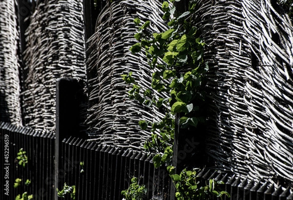 Fototapeta Weidenzaun