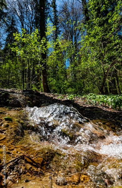 Fototapeta Wald mit Bach