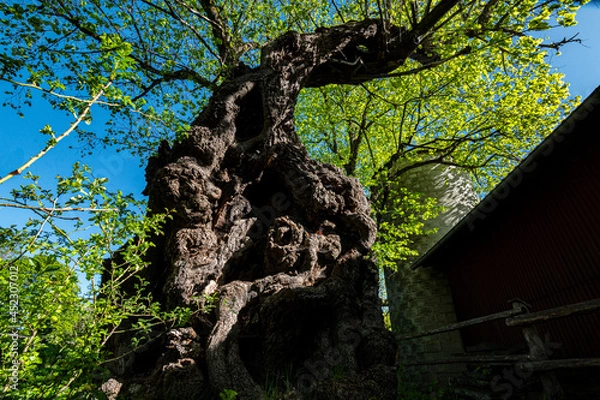 Fototapeta Baum alte Eiche