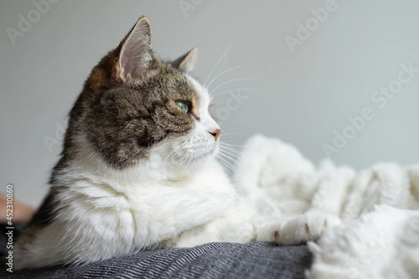 Fototapeta Tabby cat on white blanket on a sofa looking straight ahead.