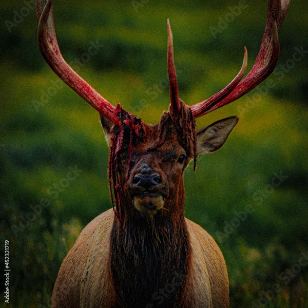 Obraz red deer stag