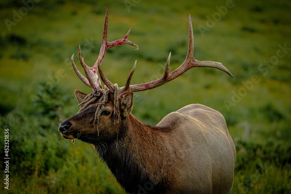 Obraz deer stag