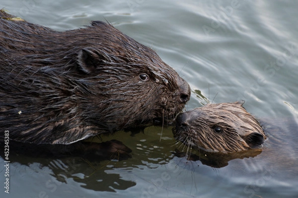 Fototapeta beaver nurture