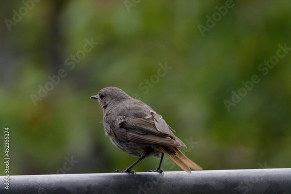 Obraz Der Hausrotschwanz (Phoenicurus ochruros) ist eine Singvogelart aus der Familie der Fliegenschnäpper (Muscicapidae). Rotschwänzchen,

