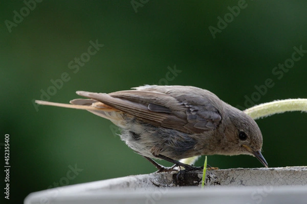 Obraz Der Hausrotschwanz (Phoenicurus ochruros) ist eine Singvogelart aus der Familie der Fliegenschnäpper (Muscicapidae). Rotschwänzchen,

