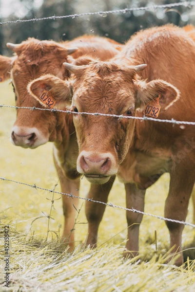Obraz Vache dans son pré