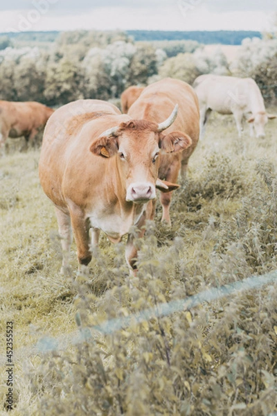 Obraz Vache dans son pré