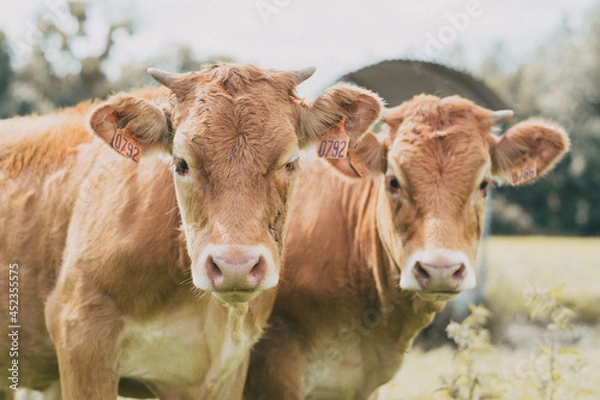 Obraz Vache dans son pré