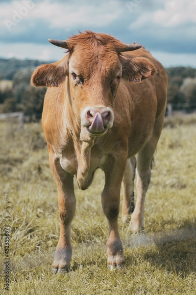 Obraz Vache dans son pré