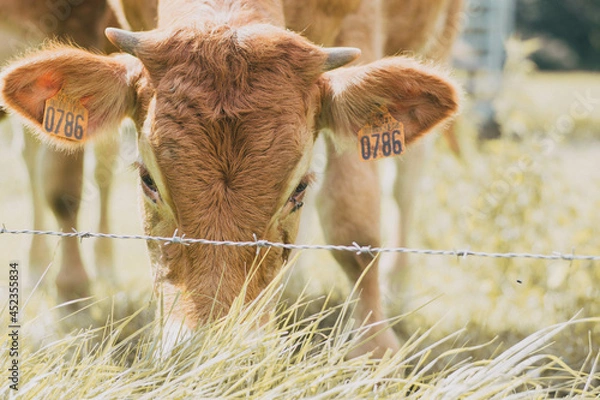 Obraz Vache dans son pré