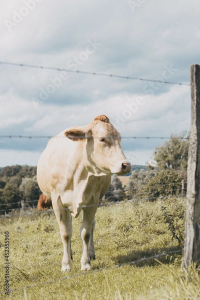 Obraz Vache dans son pré