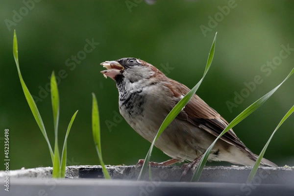 Obraz The house sparrow (Passer domesticus) - also called sparrow or house sparrow - is a bird species from the sparrow family (Passeridae) and one of the best known and most widespread songbirds.