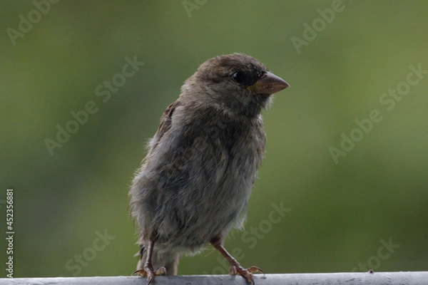 Obraz The house sparrow (Passer domesticus) - also called sparrow or house sparrow - is a bird species from the sparrow family (Passeridae) and one of the best known and most widespread songbirds.