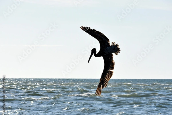 Obraz Diving Pelican in Florida (2)
