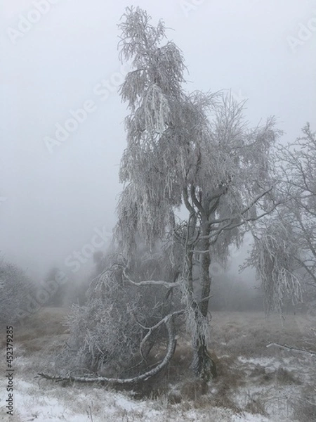 Fototapeta Winter landscape with a snowy tree