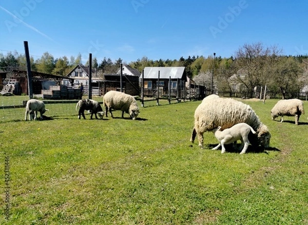 Fototapeta A flock of sheep on a green pasture.