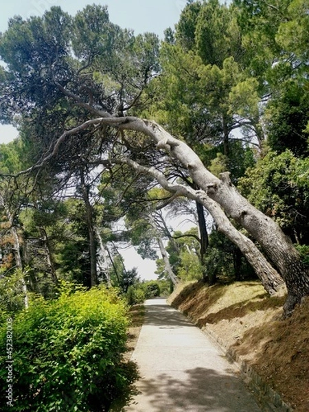 Obraz Path in the park under the trees in Croatia