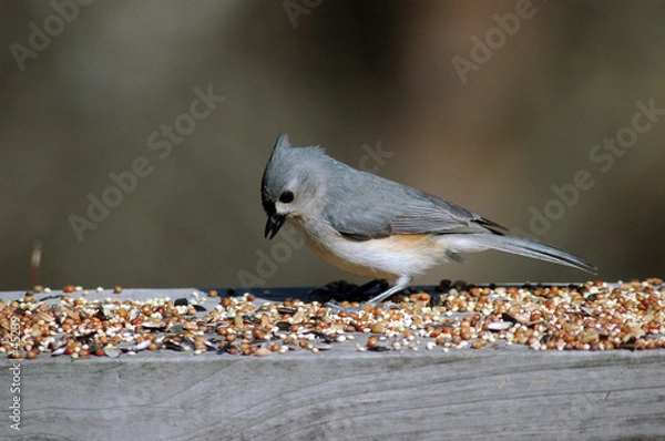 Obraz carolina blue bird