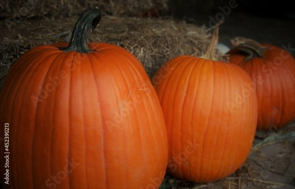 Obraz pumpkins on the ground