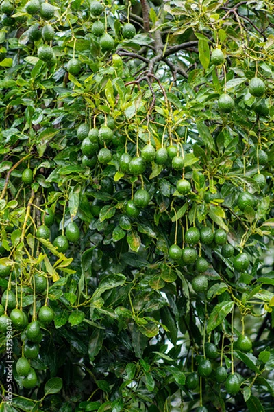 Obraz multiple avocados on a tree