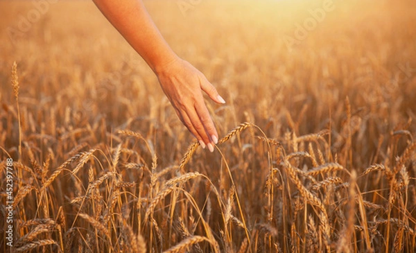 Obraz A woman's hand touches wheat ears in a field, a field in the golden light of the sunset. The concept of harvesting.