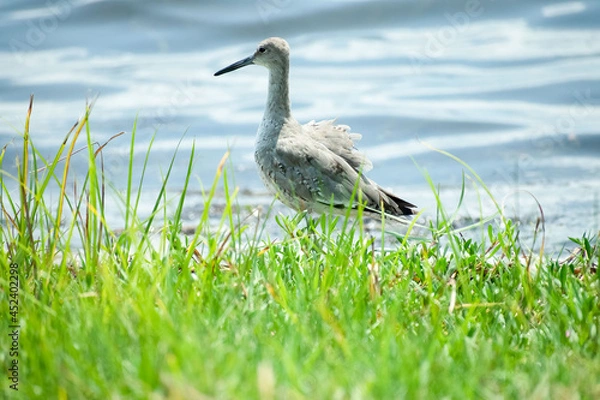 Obraz Shorebird
