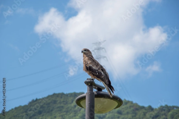 Obraz とまっている鳶 / Black Kite Perching