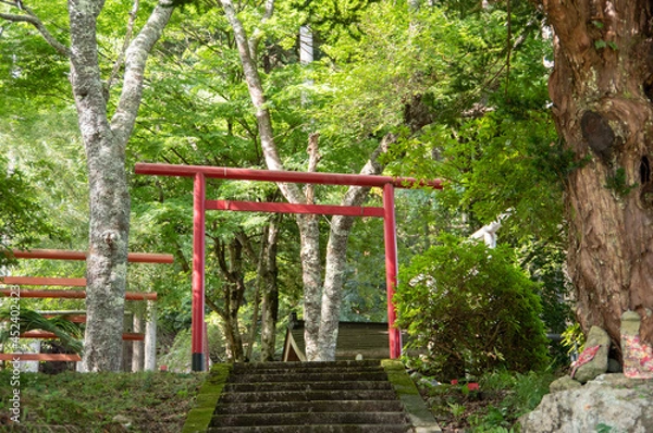Fototapeta 山里の鳥居 / Torii Gateway in the Countryside