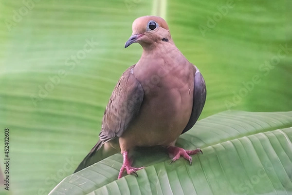 Obraz Innocent Pigeon 


