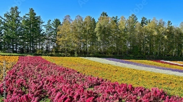 Fototapeta 青空バックにカラフルな花々が咲く丘の情景＠富良野、北海道
