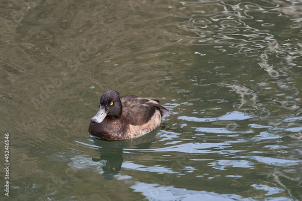 Obraz キンクロハジロ