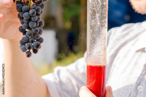 Obraz the winemaker holds in his hand and examines a bunch of grapes and a test tube with freshly squeezed grape juice for analysis