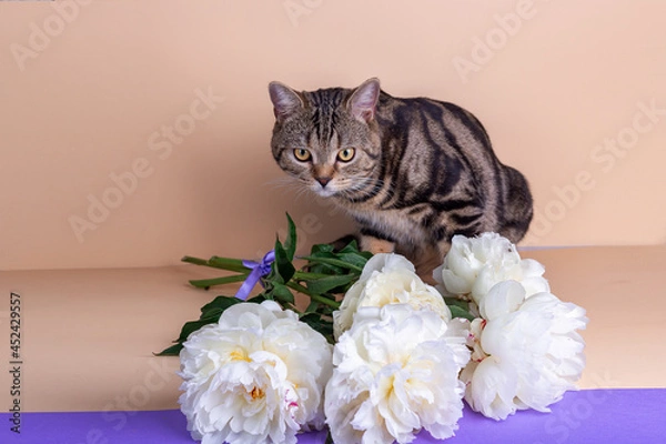 Fototapeta A striped Scottish kitten sits next to a large white bouquet of peonies on a colored background