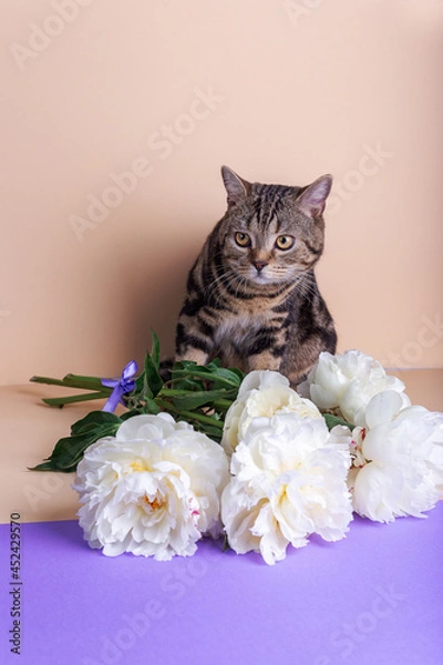 Fototapeta A striped Scottish kitten sits next to a large white bouquet of peonies on a colored background