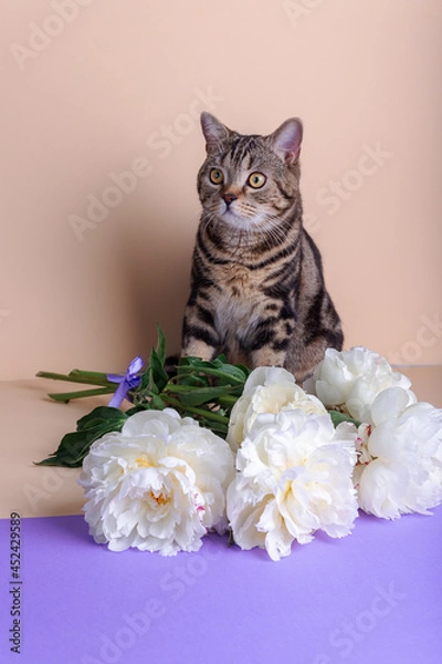 Fototapeta A striped Scottish kitten sits next to a large white bouquet of peonies on a colored background