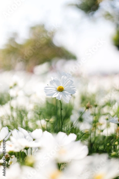 Obraz daisies in a field