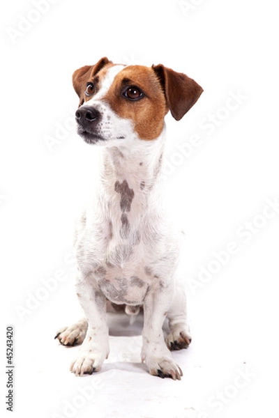 Fototapeta Jack Russell