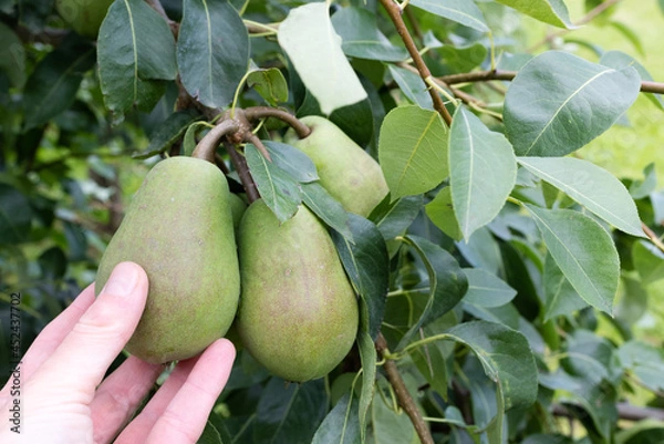 Obraz The fingers of a woman's hand pick pears from a tree 
