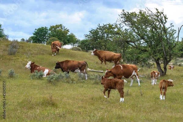 Fototapeta cows in the field - koeien