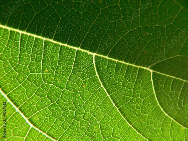 Fototapeta Feuille de figuier