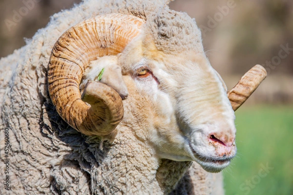 Obraz Stud Merino ram - face